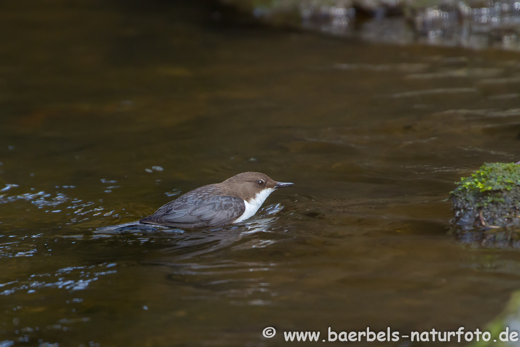 Wasseramsel