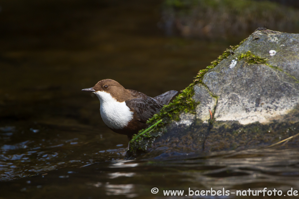 Wasseramsel