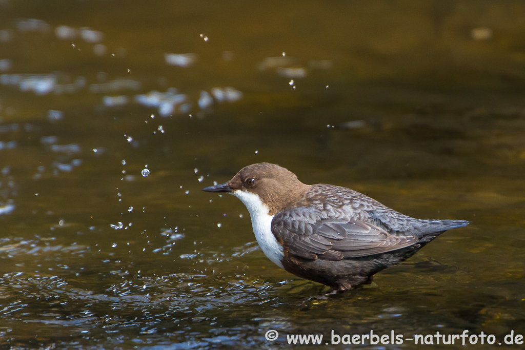 Wasseramsel