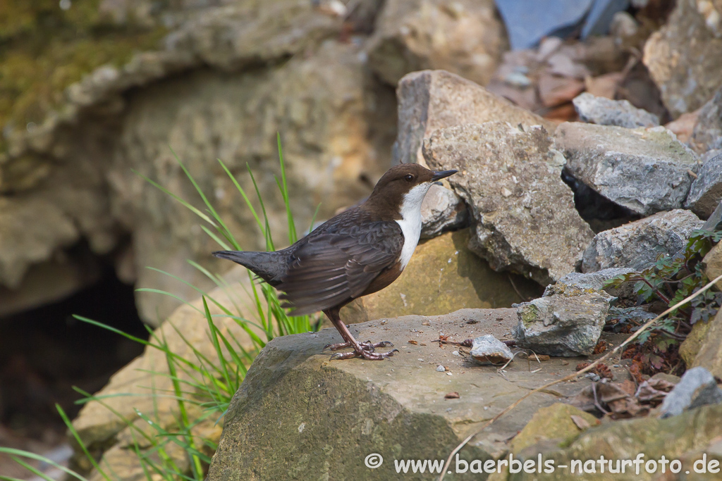 Wasseramsel