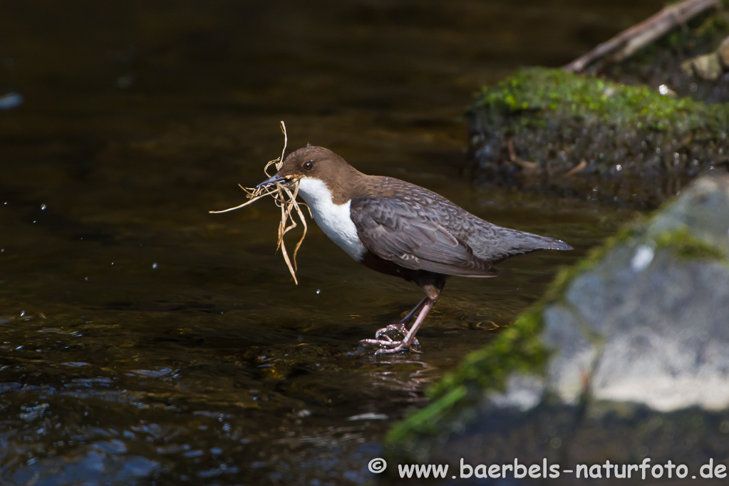 Wasseramsel