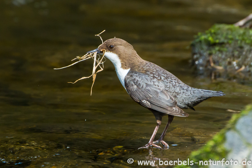 Wasseramsel