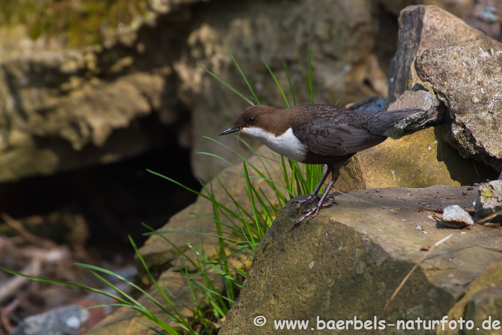 Wasseramsel