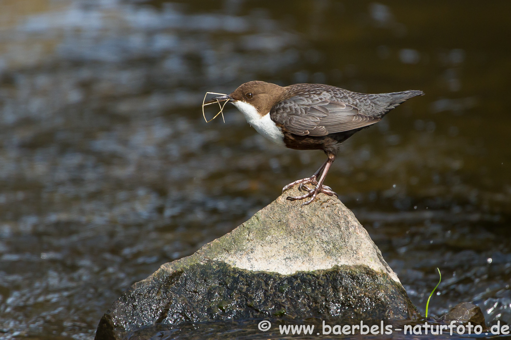 Wasseramsel