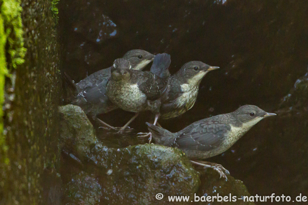 Wasseramsel