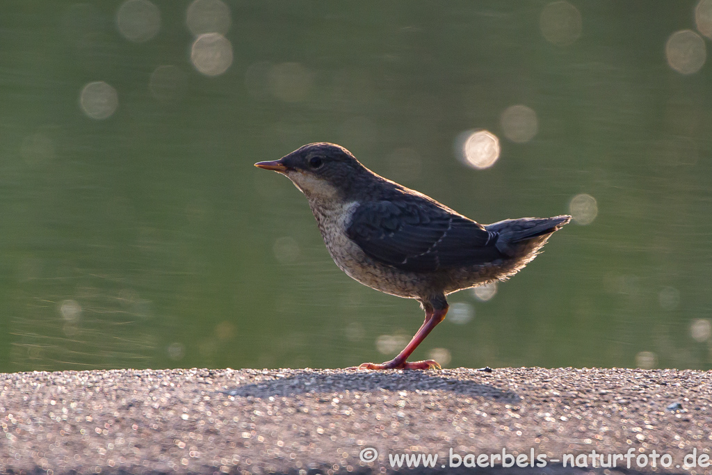 Wasseramsel