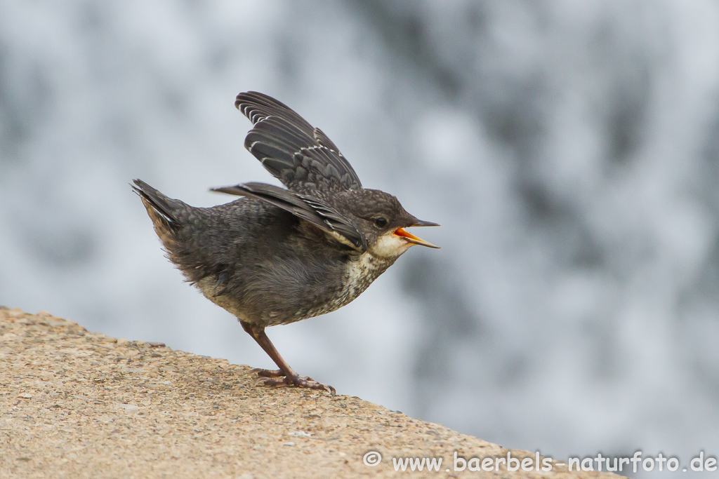 Wasseramsel