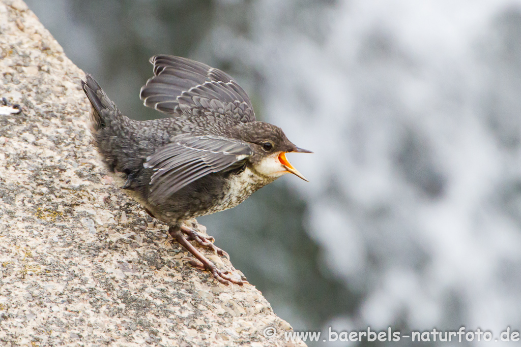 Wasseramsel