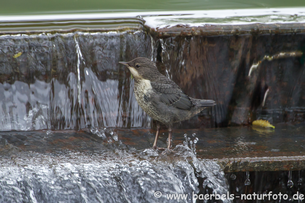 Wasseramsel