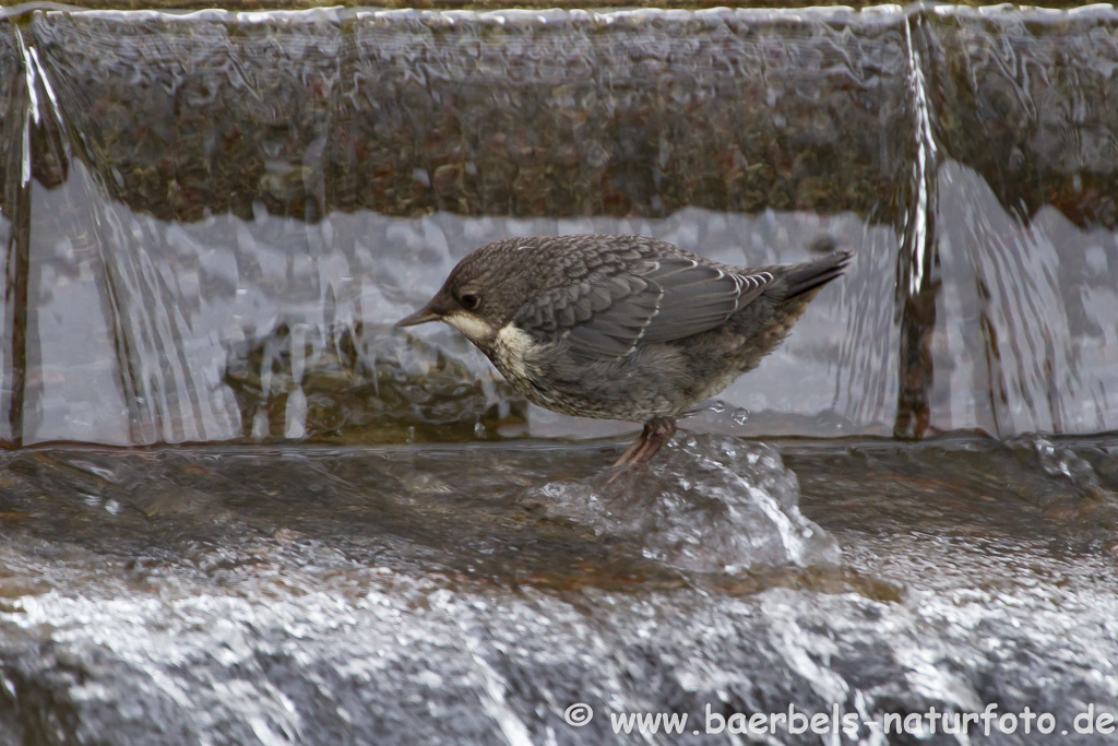 Wasseramsel