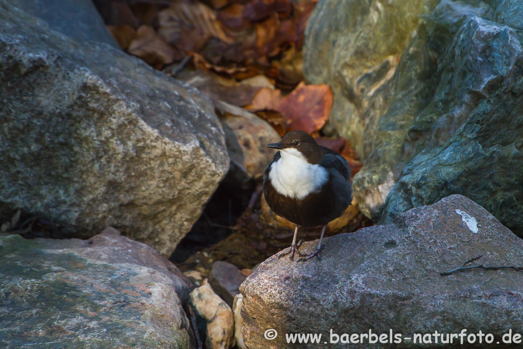 Wasseramsel