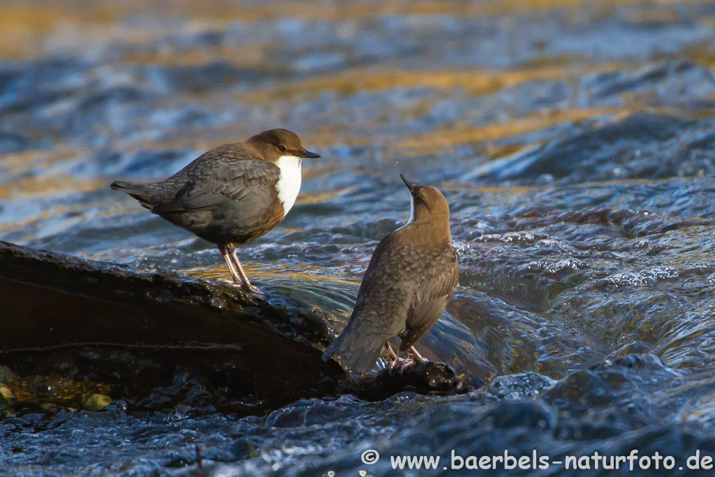 Wasseramsel