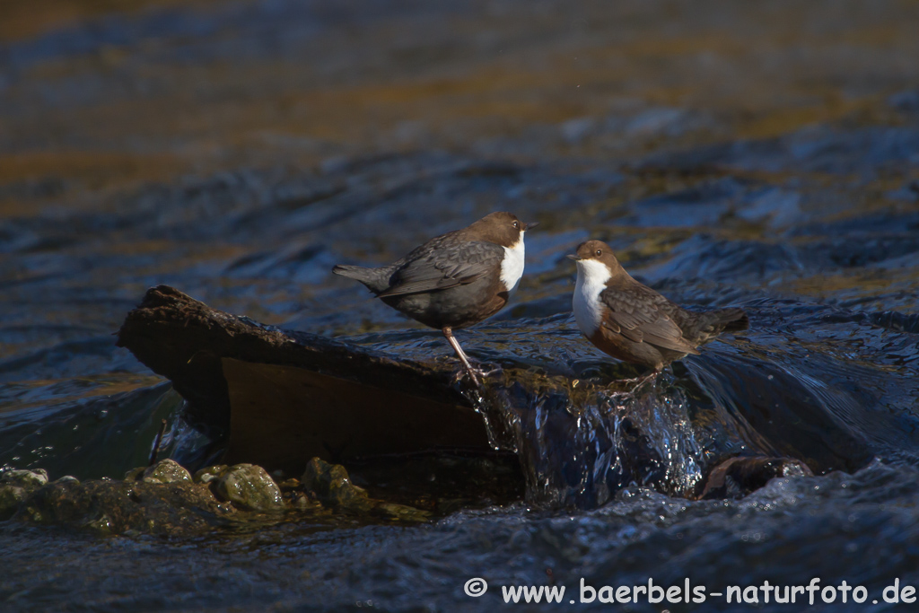 Wasseramsel