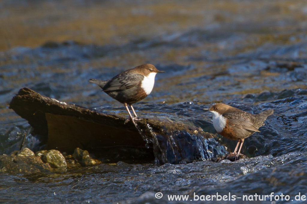 Wasseramsel