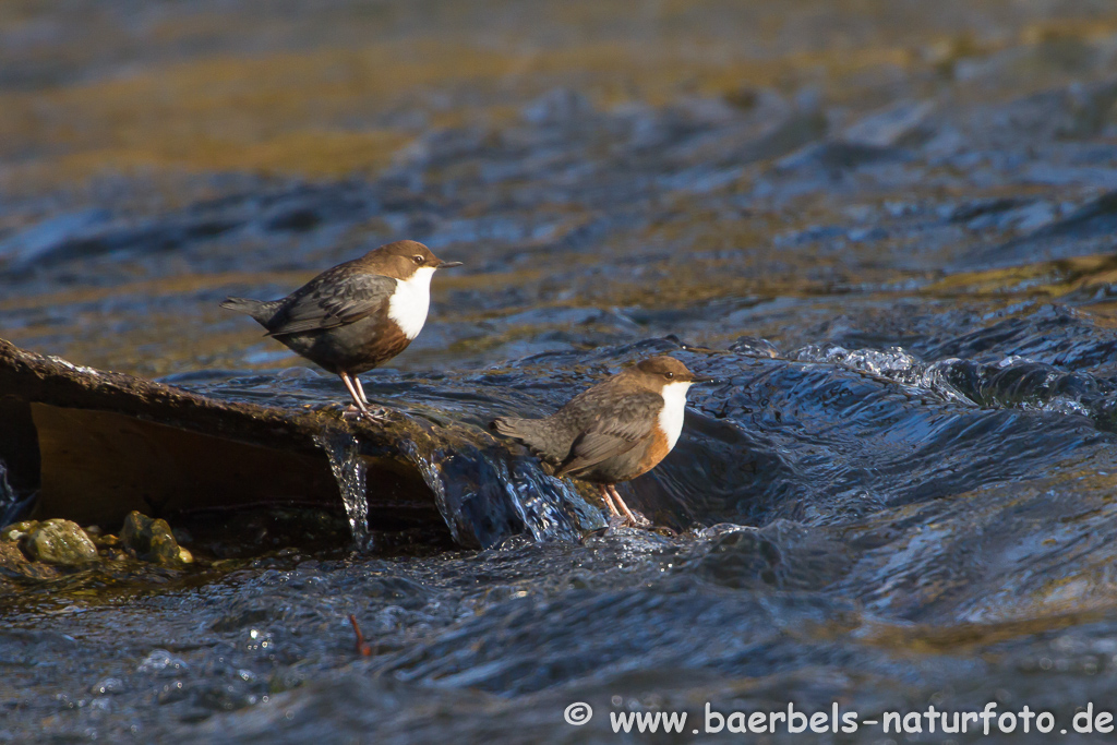 Wasseramsel