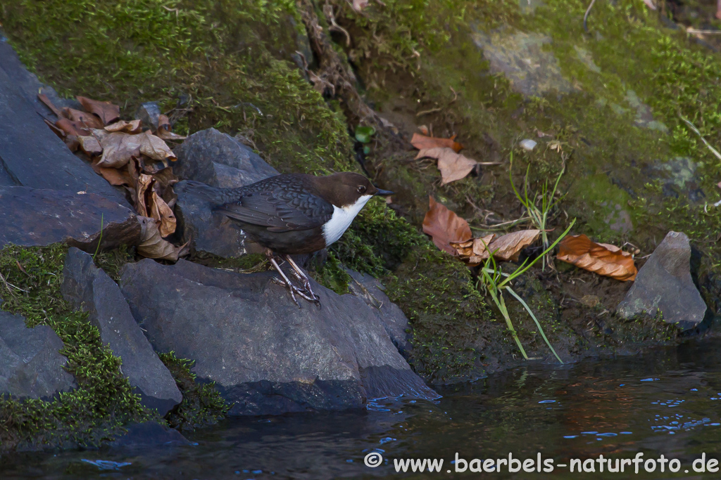 Wasseramsel