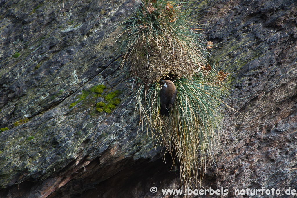 Wasseramsel