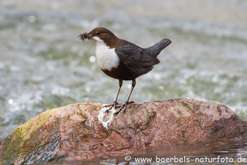 Wasseramsel