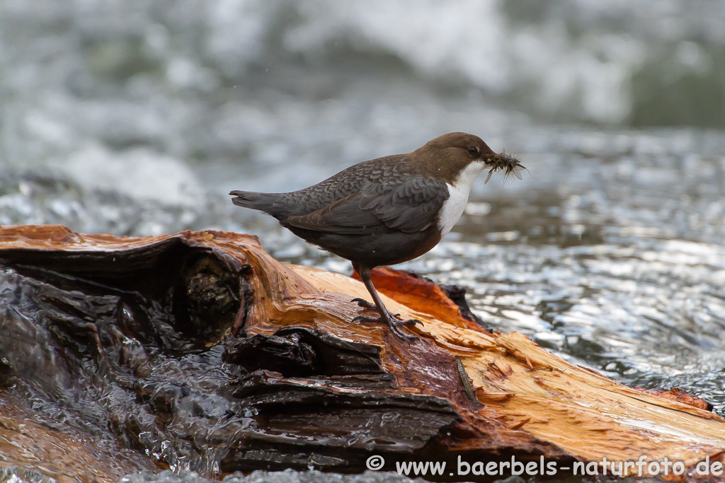 Wasseramsel