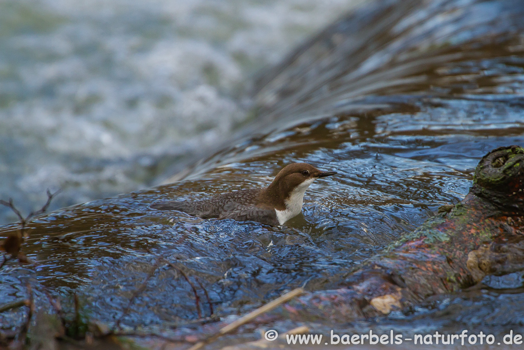 Wasseramsel