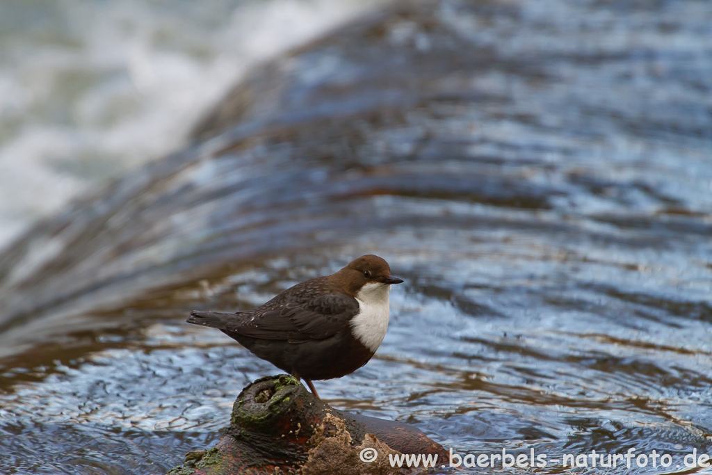 Wasseramsel