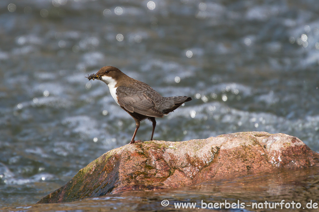 Wasseramsel