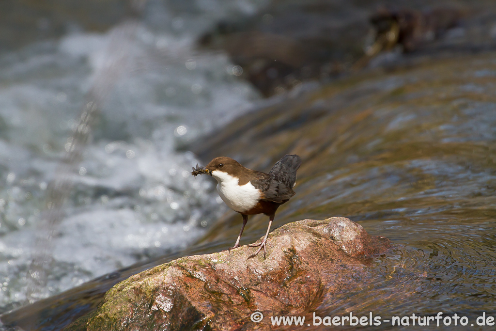 Wasseramsel