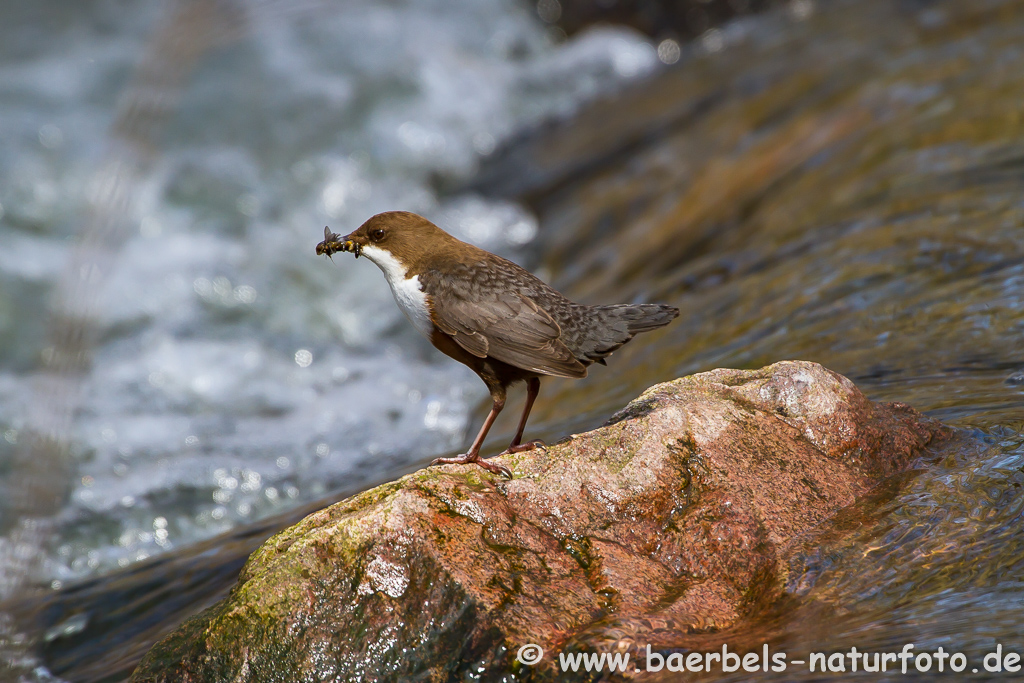 Wasseramsel