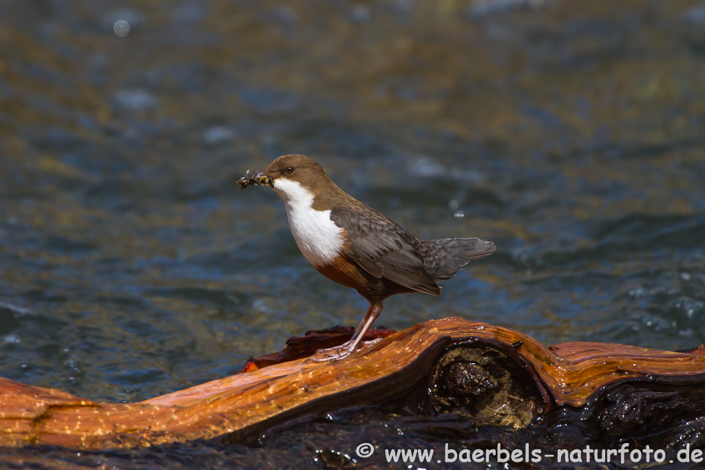 Wasseramsel