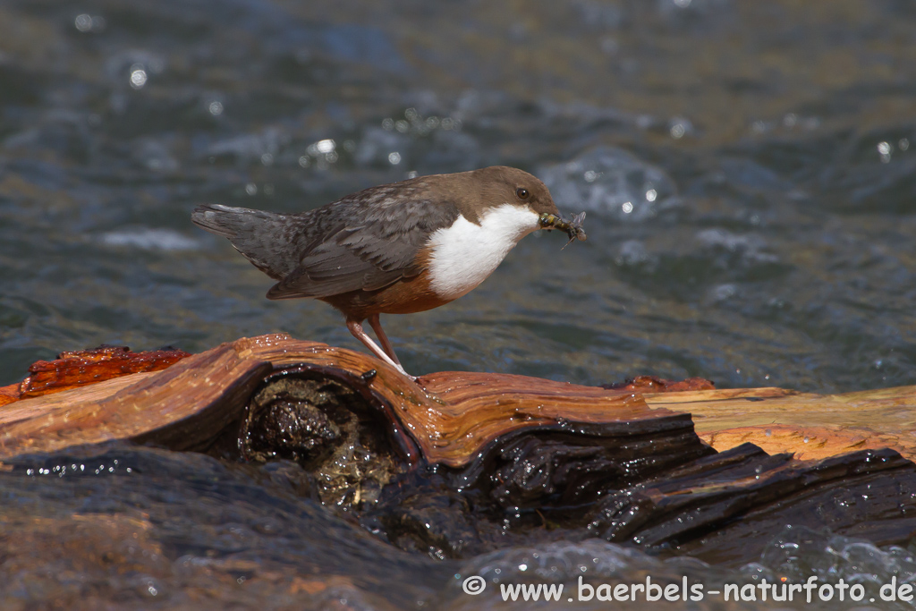 Wasseramsel