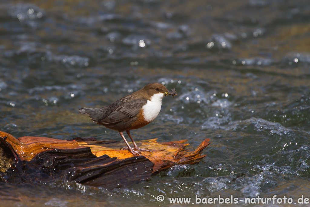 Wasseramsel