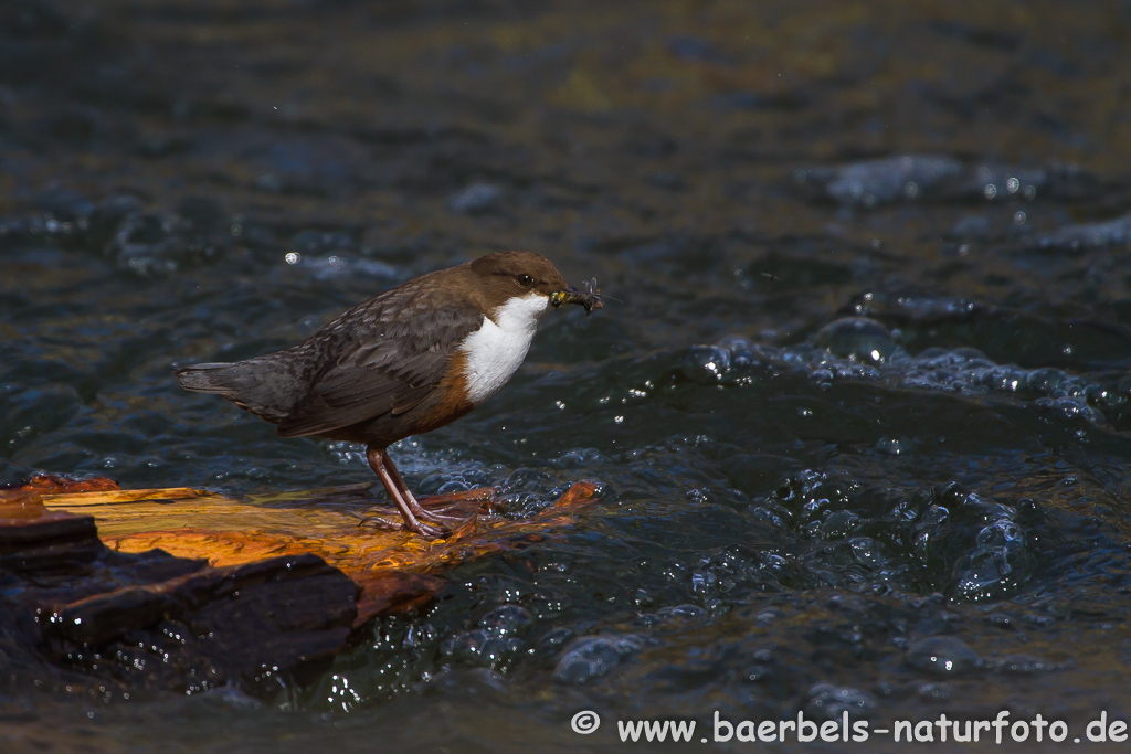 Wasseramsel