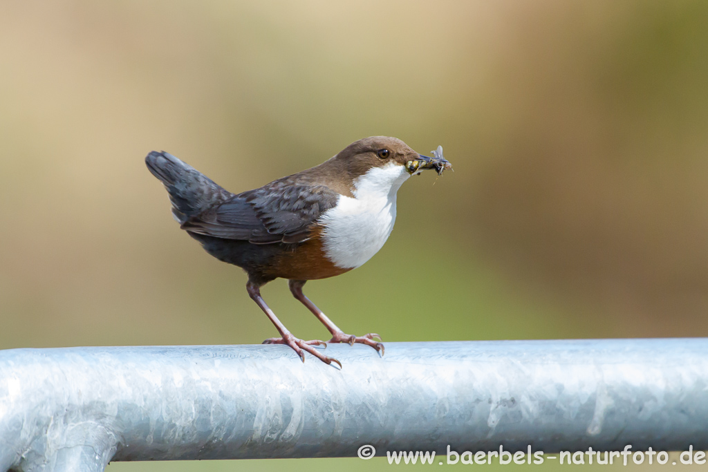 Wasseramsel