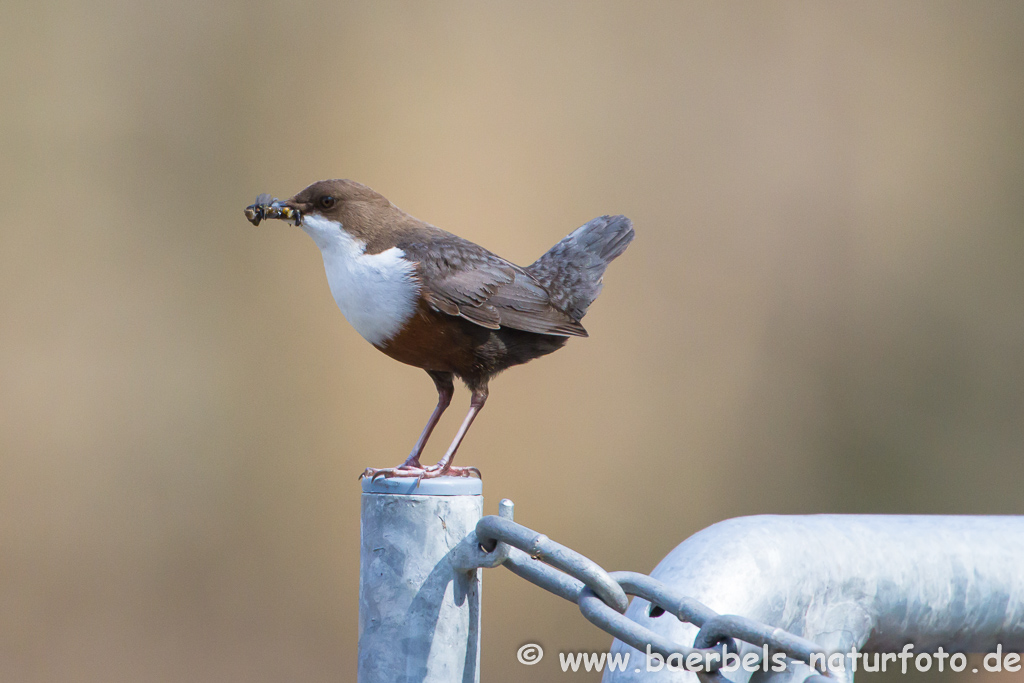 Wasseramsel