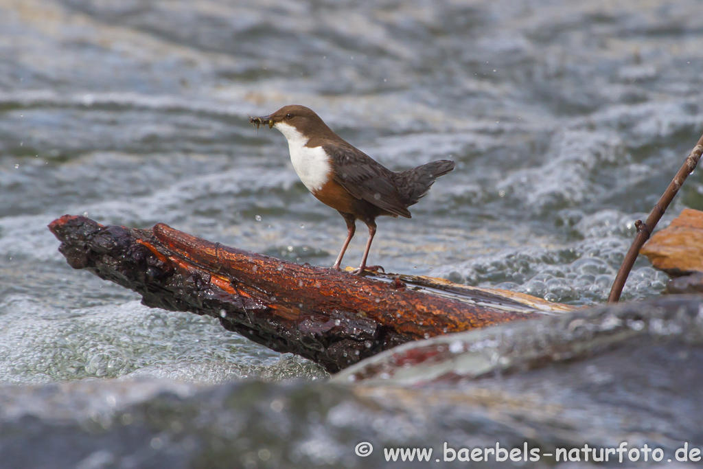 Wasseramsel