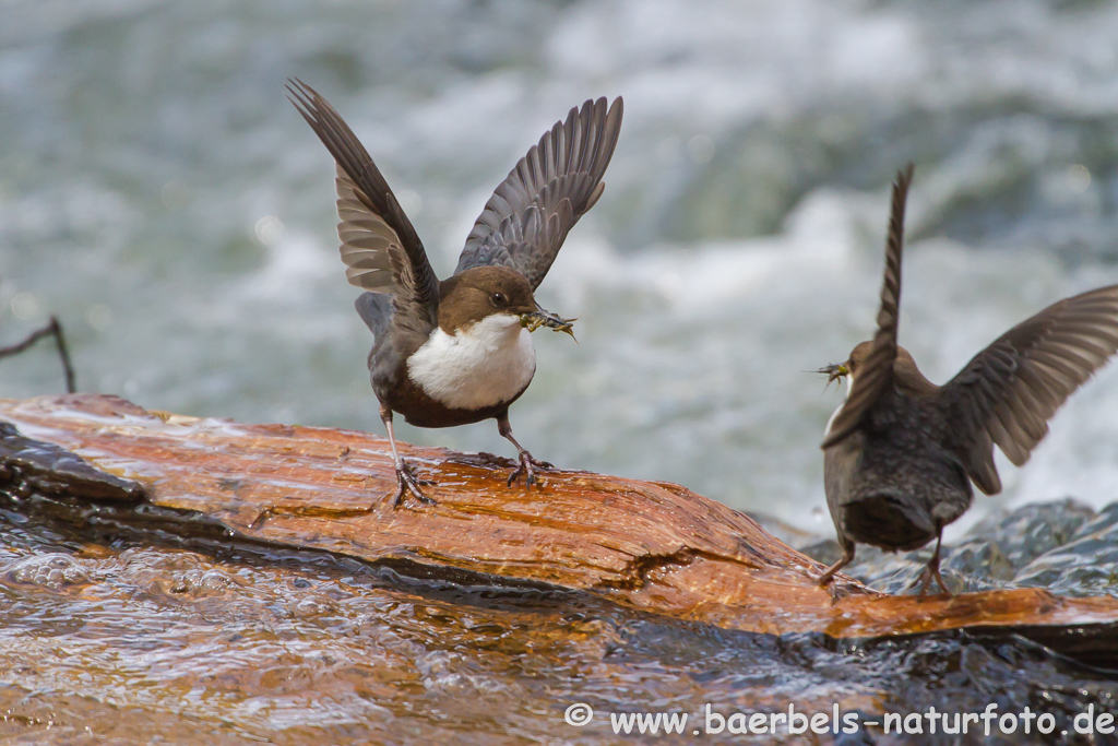 Wasseramsel