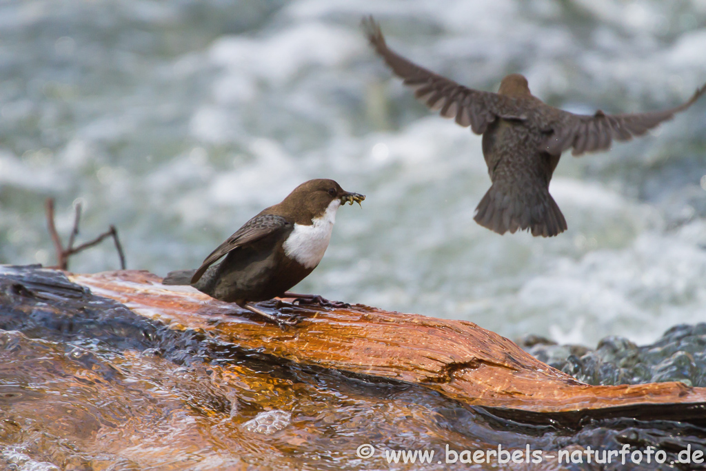 Wasseramsel