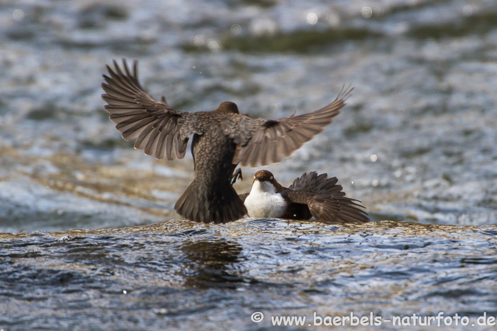 Wasseramsel