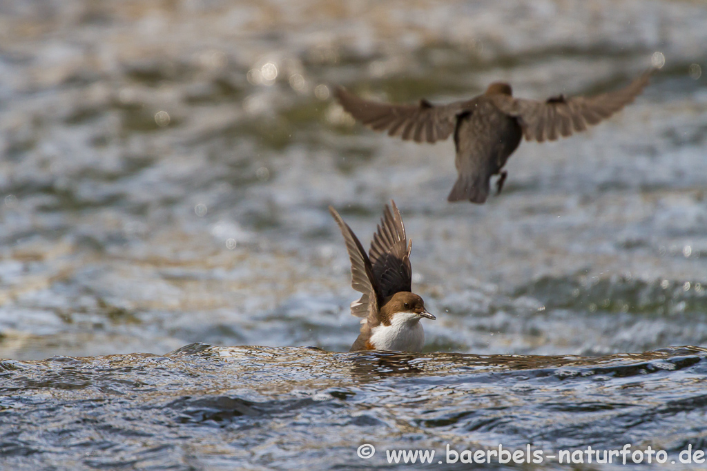 Wasseramsel