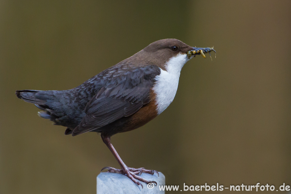 Wasseramsel