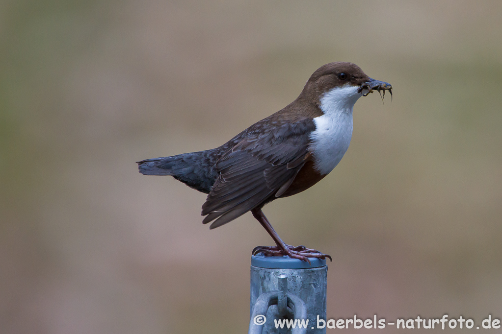 Wasseramsel