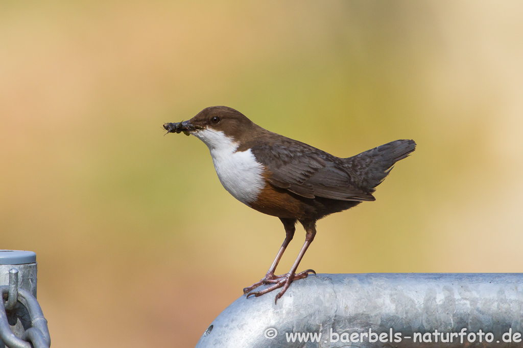 Wasseramsel