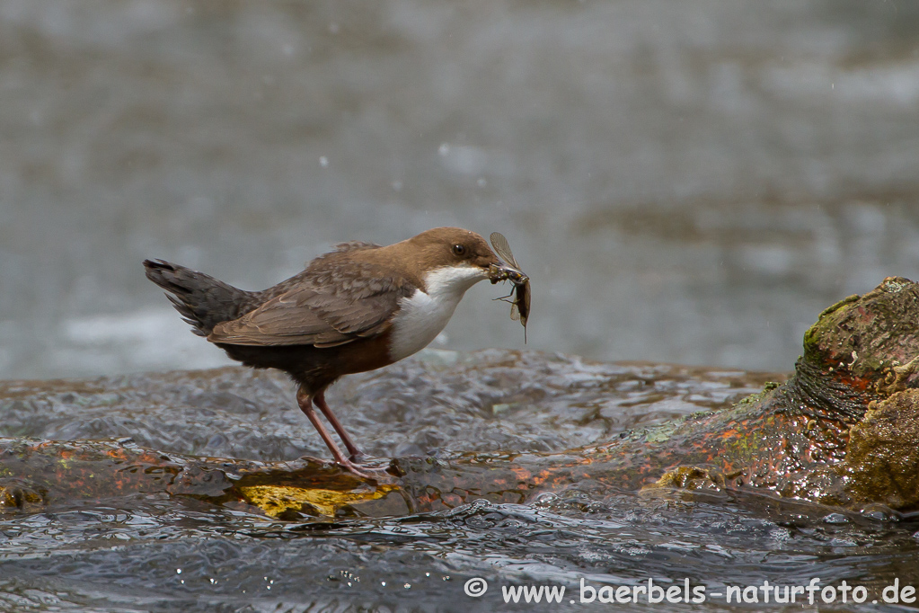 Wasseramsel