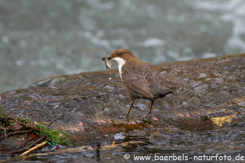 Wasseramsel