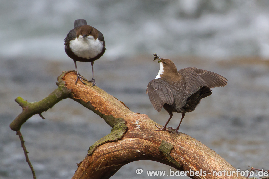 Wasseramsel