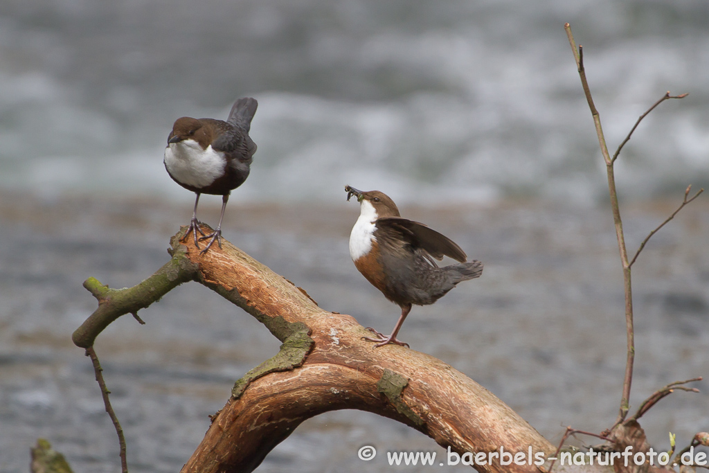 Wasseramsel