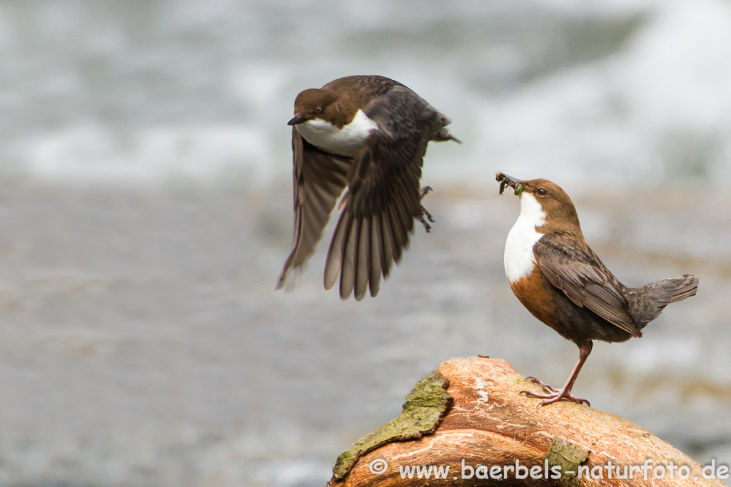 Wasseramsel