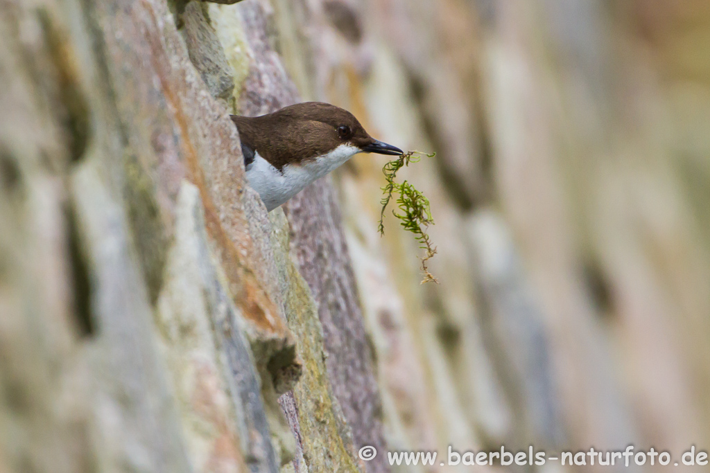 Wasseramsel