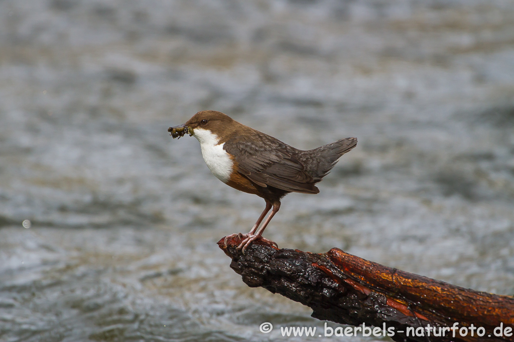 Wasseramsel