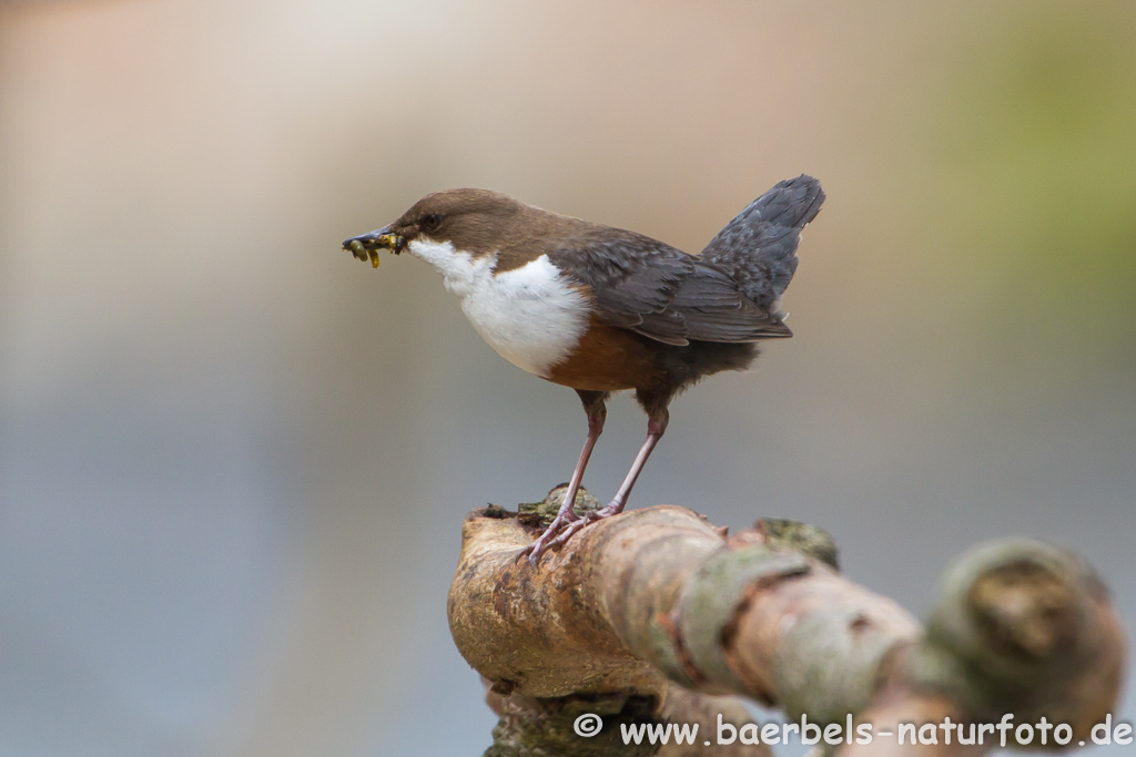 Wasseramsel